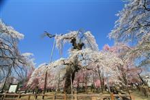 秩父市清雲寺まで桜満開ドライブ