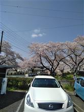 花見 花見