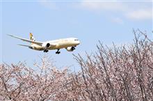 満開の桜&#215;飛行機　　〜成田・さくらの山公園