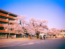 🌸🚘茨城県南桜ドライブ🚘🌸『百年桜巡り 後編』 🌸🚘茨城県南桜ドライブ🚘🌸『百年桜巡り 後編』