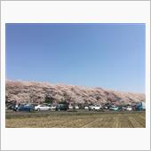 幸手権現堂公園へ桜を見に行っ ...