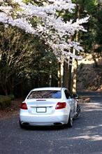 キザシと桜、写真撮ってきました キザシと桜、写真撮ってきました
