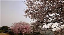 プチ花見ライド プチ花見ライド