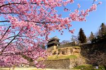 上田城址公園の桜（昼間編と夜桜編）