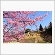 上田城址公園の桜（昼間編と夜桜編）