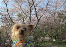 満開山桜 満開山桜