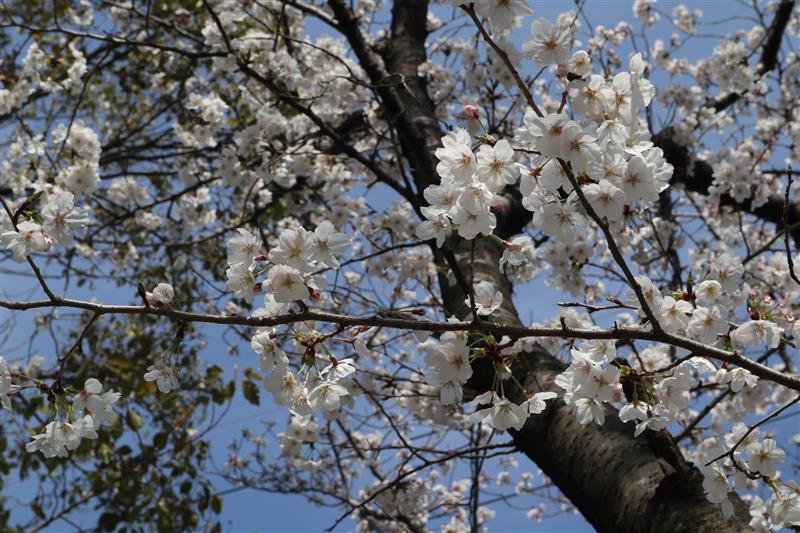 桜散る ๑ ๑ リョーマ様のブログ 青は藍より出でて藍より青し みんカラ