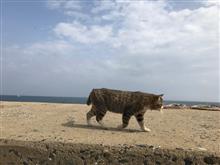ねこの島⇒相島へ行ってきました〜〜( &#180; ▽ ` )