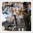 180401 小田原三昧① 〜アジ尽くしとかまぼこ桜祭