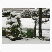 また雪ですのー