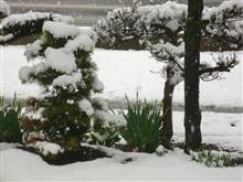 また雪ですのー