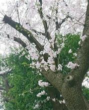 桜に誘われて🌸4-1 桜に誘われて🌸4-1