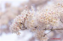 山といちごと、桜と富士山 山といちごと、桜と富士山