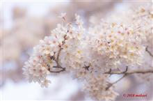 山といちごと、桜と富士山