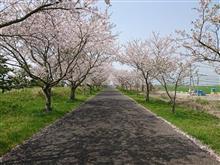 桜祭り18 vol.４ 佐賀空港桜並木編