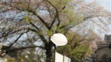 桜散っちゃいましたね。　無限Pro. ＆ 桜　2018年
