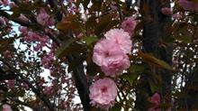 八重桜