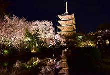 　いにしえの都・・まず東寺へ (^_-)