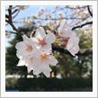 180401 小田原三昧② 〜小田原城の桜＋α