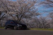今年の桜まとめ💨 今年の桜まとめ💨