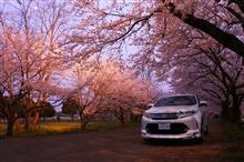 ♯狙われた街【紅に染まるパールホワイトと桜と・・・】