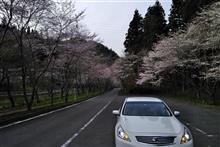 花見2 花見2