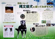 縄文柴犬って、知ってました？