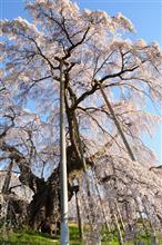 1000年咲く悠久の桜を訪ねて 1000年咲く悠久の桜を訪ねて