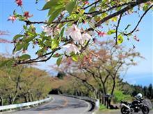 箱根ターンパイクでパトカーのお世話になりました・・・ 箱根ターンパイクでパトカーのお世話になりました・・・