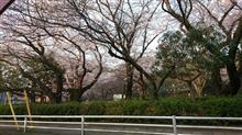桜 桜