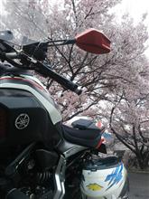 高遠城址桜ツーリング 高遠城址桜ツーリング