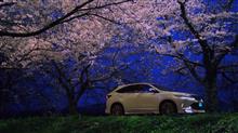 ♯花【夜桜とハリアーと実相寺昭雄と梶尾基次郎】