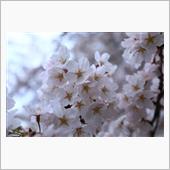 竹生島～桜ライトアップ彦根城
