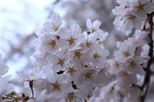 竹生島～桜ライトアップ彦根城