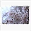 竹生島～桜ライトアップ彦根城