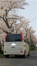 今年の花見🌸🍺🌸