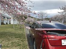 桜とコラボ 家電プリウス PHV編