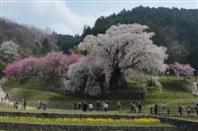 奈良・宇陀市 又兵衛桜を観に行ってきました♪ 奈良・宇陀市 又兵衛桜を観に行ってきました♪