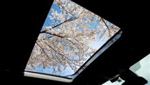 [累計走行7,000km突破]BMW・218dアクティブツアラー 桜満開　