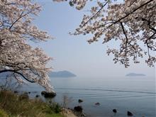今年の海津大崎