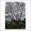 桜と雪と男とカメム……‼