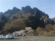 妙義の桜
