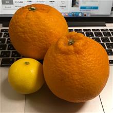 柑橘3種🍊