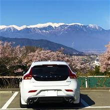 高遠桜から岩村の「半分、青い?」散歩旅 高遠桜から岩村の「半分、青い?」散歩旅