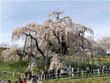 お花見ドライブ 第2弾 お花見ドライブ 第2弾