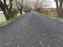 花粉に負けじと花見ツーリング 花粉に負けじと花見ツーリング