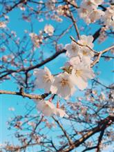 蕎麦…からの花見😅 蕎麦…からの花見😅