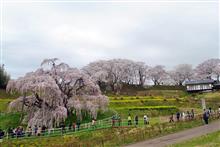 2018年 本番花見 三春滝桜 2018年 本番花見 三春滝桜