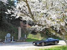 法勝寺城&米子城の桜 法勝寺城&米子城の桜