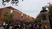 造幣局桜の通り抜け